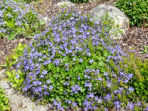 Campanula garganica a summer flowering plant with a purple blue summertime ground covering flower commonly known as Adriatic bellflower, garden and gardening stock photo image