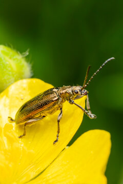 Macro close-up of a metallic reed beetle (Plateumaris sericea) on a yellow buttercup flower, flying insect wildlife stock photo image