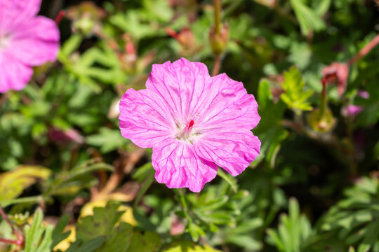 Geranium sanguineum 'Ankum's Pride' a pink herbaceous perennial spring summer flower plant commonly known as cranesbill, gardening stock photo image