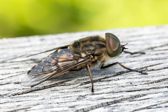 Macro profile of a horse fly of the tabanidae family, a blood sucking insect, resting on wood, flying  wildlife stock photo image
