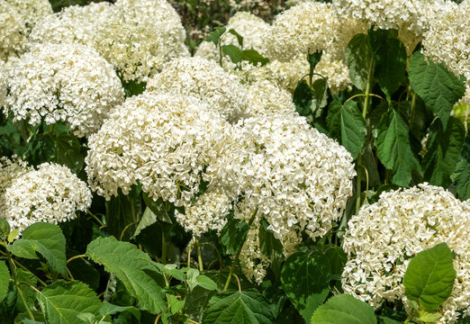 Hydrangea Arborescens 'Annabelle' summer autumn fall flowering plant with a white summertime flower, gardening stock photo image