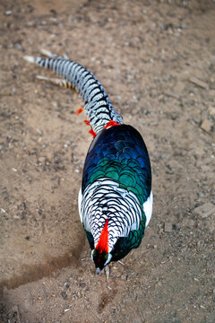 The royal diamond pheasant stands on the ground on a bright sunny day. Animals, birds, ornithology, ecology.