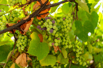 Clusters of unripe green grapes hanging from a vine in the sunlight © k_samurkas
