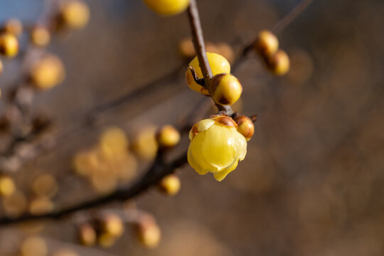 Close Up Yellow Japanese Allspice Flower Buds Blooming in Winter Sunlight with Copy Space