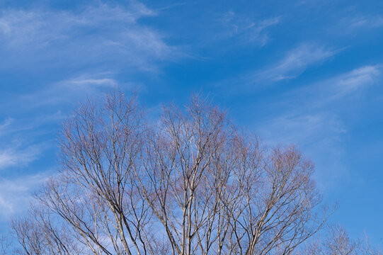 Bare Tree Branches Reaching Into Clear Blue Winter Sky with Soft Sunlight in Japan