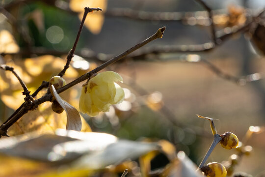 Close Up Yellow Japanese Allspice Flower Blooming in Winter Sunlight with Copy Space