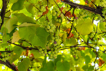 Clusters of unripe green grapes hanging from a vine in the sunlight © k_samurkas