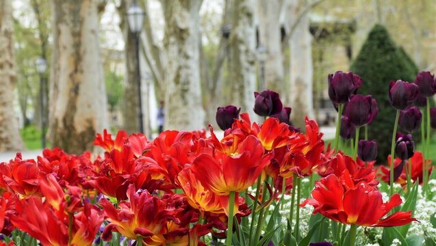 Red tulips field in a city park with high trees, parks and flower background