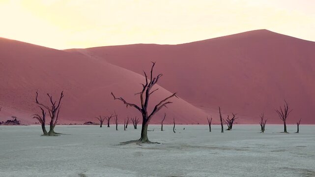 Stunning cinematic shot of dead acacia trees in Deadvlei Namib Naukluft Park Namibia at sunrise with towering red sand dunes in background.
