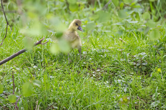 A young greylag gosling looks curiously up between tall blades of grass, a greylag gosling peeks out between blades of grass, a curious gosling on the lush green meadow, soft goose down, anser anser