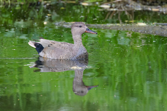 A single male gadwall, surrounded by green reflections on the water; male gadwall reflected in the pond, branches and bushes on the bank; idyllic  lake with a peaceful duck; waterfowl, Mareca strepera