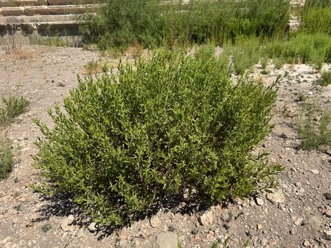 Close-up of Peganum harmala, commonly known as wild rue or Syrian rue, featuring a dense, branching perennial bush with bright green leaves and stems growing on dry, stony ground outdoors.
