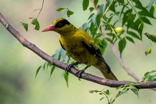 A black-naped oriole is perched on a branch.
