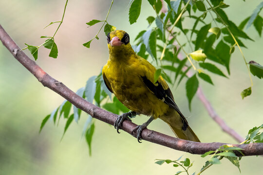 A black-naped oriole is perched on a branch.