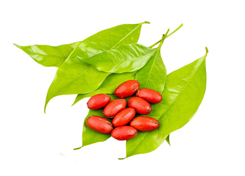 Fresh red melinjo (Gnetum gnemon) fruits and green leaves, isolated on transparent background