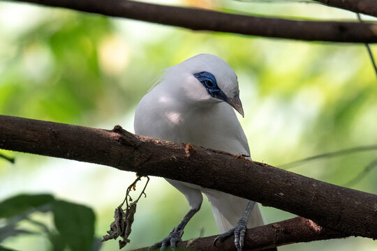A bali starling is perched on a branch.