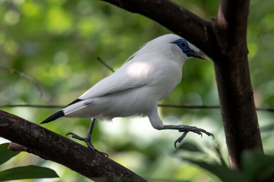 A bali starling is perched on a branch.