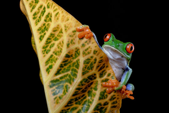 Red eyed tree frog hanging on a colorful leaf