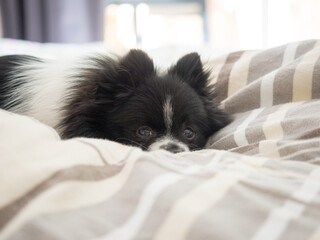 Naklejka premium Cozy Pomeranian Dog Resting in Bed Between Blankets