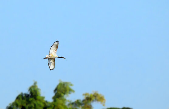 Black Headed Ibis Flying Across Blue Sky