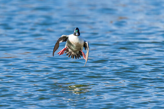 00750-00515 Bufflehead (Bucephala albeola) male landing in wetland Clinton Co. IL
