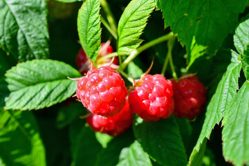 Fresh Raspberries Growing on a Bush in the Garden, macro © Irina