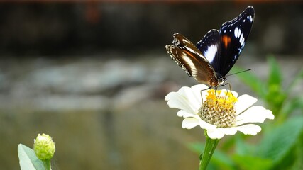 Beautiful Great Eggfly Butterfly Hypolimnas Bolina Perched on White Zinnia Flower in Sunny Garden © Silmiart