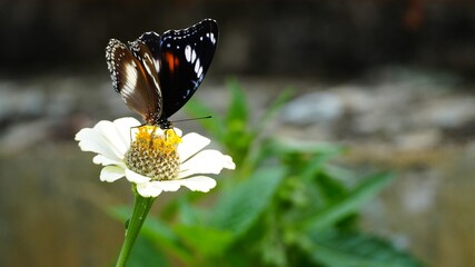 Beautiful Great Eggfly Butterfly Perched on a White Zinnia Flower in a Sunny Summer Garden Macro © Silmiart