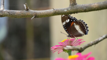Beautiful Great Eggfly Butterfly Perched on Pink Zinnia Flower in Garden with Soft Background © Silmiart