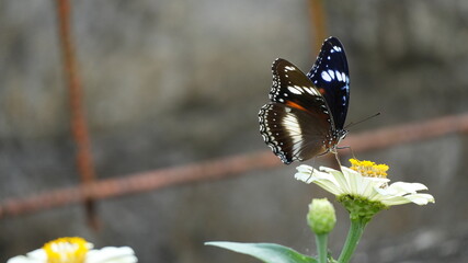 Great Eggfly Butterfly Perched on a White Zinnia Flower Against a Blurred Natural Background © Silmiart