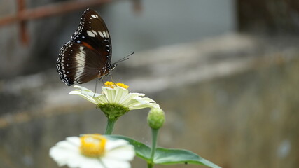 Great Eggfly Butterfly Hypolimnas Bolina Resting on White Zinnia Flower in Garden Macro Photography © Silmiart
