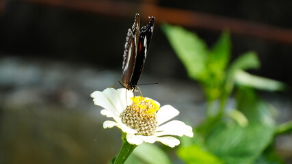 Beautiful Butterfly Resting on White Zinnia Flower for Pollination in a Lush Sunny Garden Setting © Silmiart