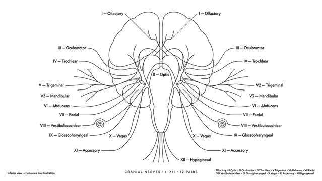 Detailed Diagram of Human Brain white background.