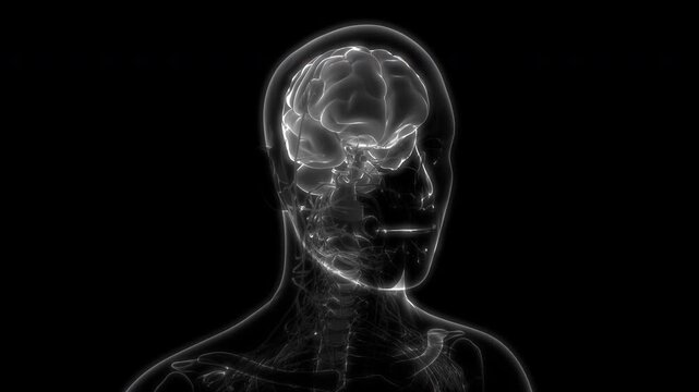 Central Organ of Human Nervous System Brain Anatomy Animation Concept