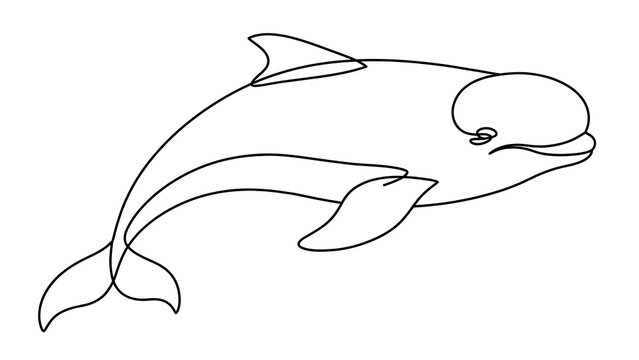 Dolphin swimming white background.