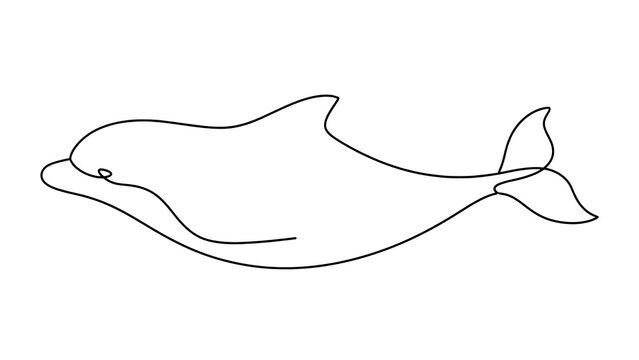 Dolphin swimming white background.