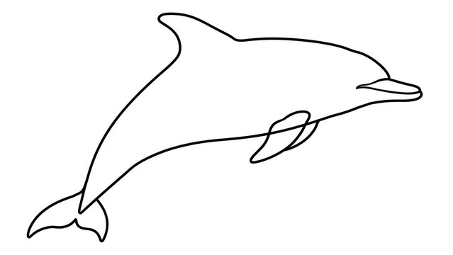Dolphin jumping white background.