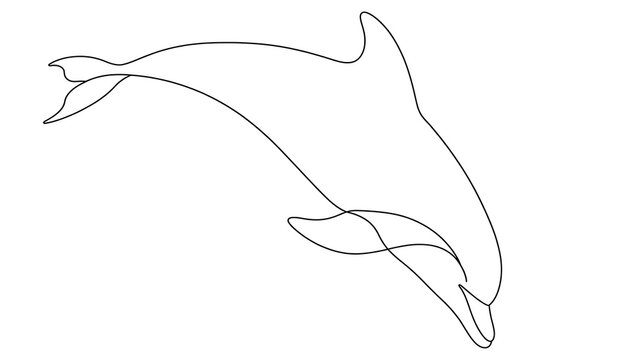 dolphin jumping white background.