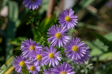 Obraz premium Purple flowers of Symphyotrichum novi-belgii blooming in a sunny autumn garden, providing vibrant late-season color