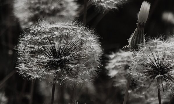 Dandelion flower ball with fluffy seeds close macro detail black and white photography