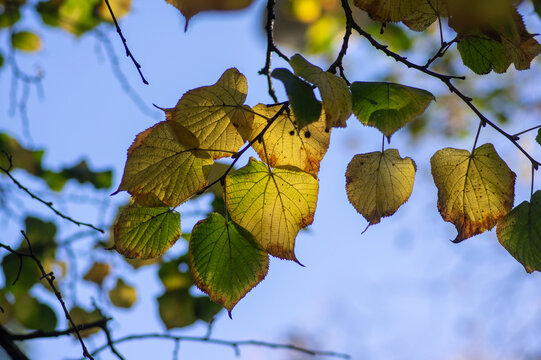 Autumn yellow and green linden leaves backlit by sunlight in tree canopy