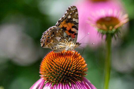 Painted Lady butterfly Vanessa cardui resting on purple coneflower Echinacea