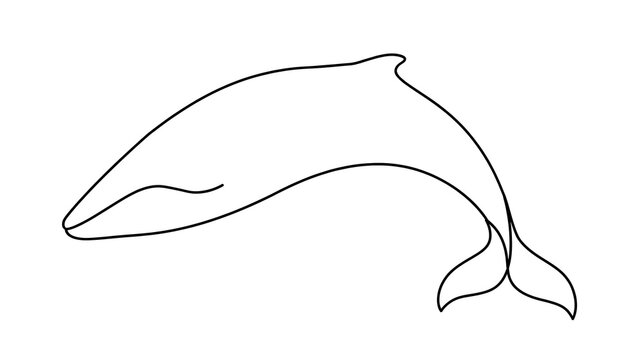 dolphin white background.
