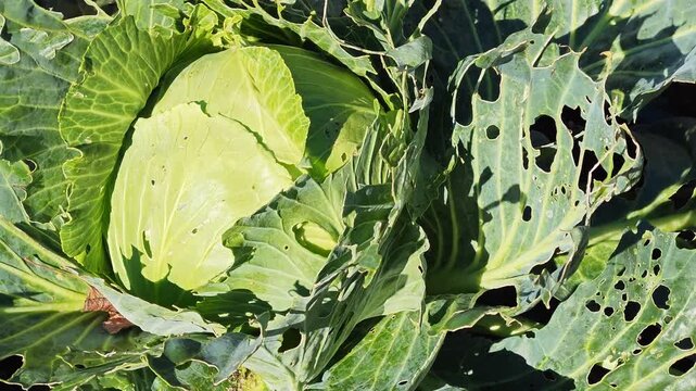 Green cabbage head surrounded by perforated leaves
