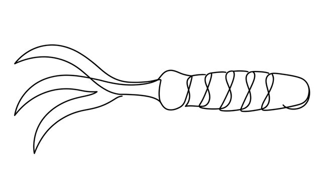 Detailed squid illustration white background.