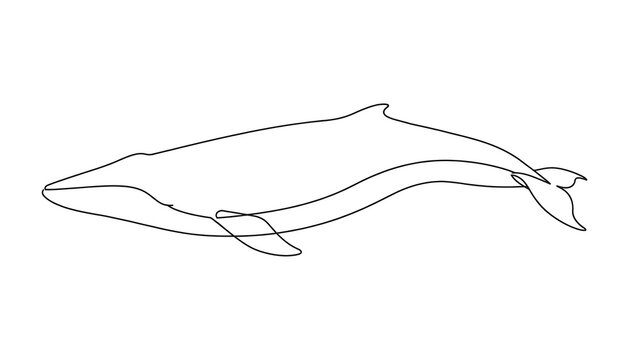 Dolphin drawing on white background.