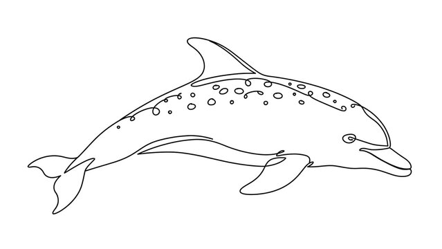 Dolphin illustration on white background.
