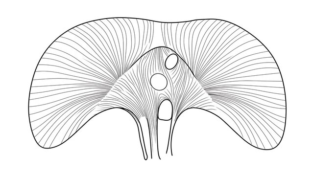 Detailed illustration of pelvis white background.