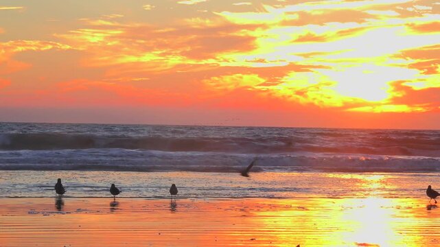 Beautiful orange sunset over the pacific ocean with seagulls flying along the sandy beach shore.