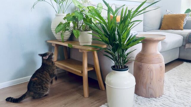 Playful British Shorthair tabby cat standing on hind legs and playing with palm leaves at home. Funny domestic pet behavior, cute kitten, indoor houseplant care and urban jungle lifestyle concept.